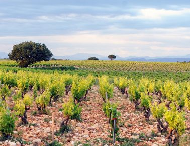 cellierdesdauphins-covid194